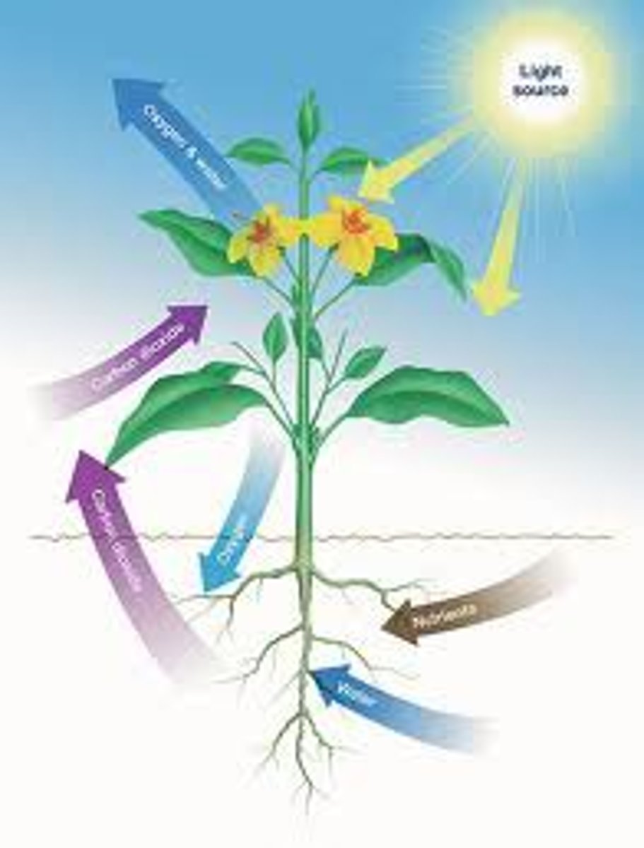 <p>organisms that make their own food (producers), plants are autotrophs because of photosynthesis</p>