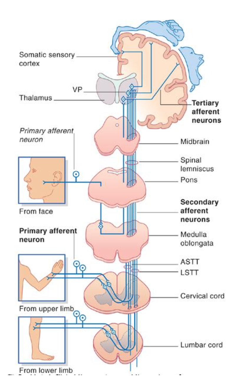 <p>Spinothalamic Tract (Anterolateral System)</p>