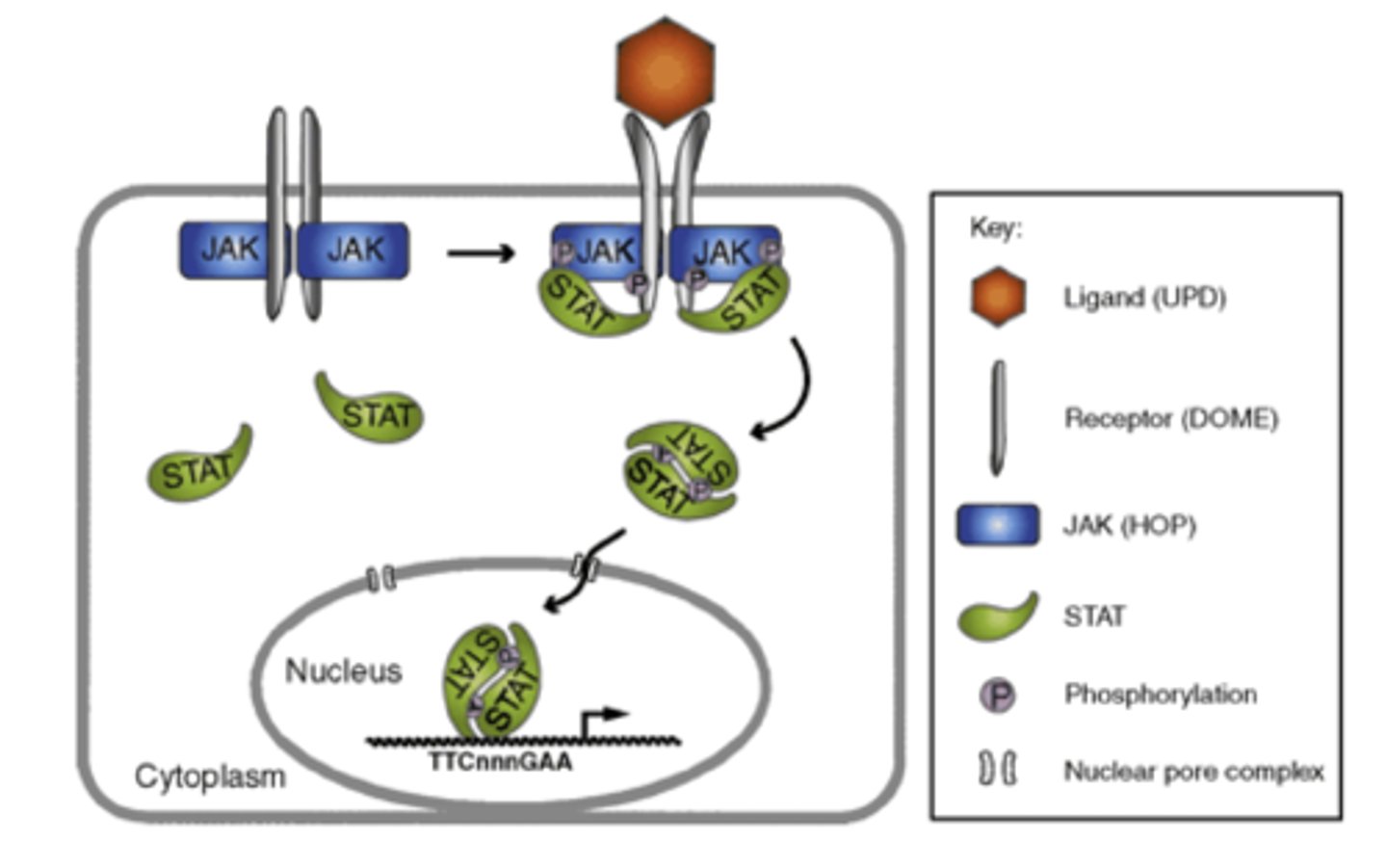 <p>what is the mechanism of action of GH?</p>