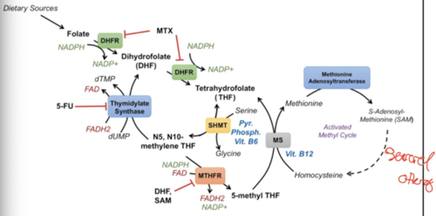 <p>Methionine is converted into S-adenosylmethionine (SAM) by methionine adenosyltransferase (this can inhibit MTHFR as stated by your mind). SAM can be converted to homocysteine by a few sinister unimportant processes. This whole ordeal with homocysteine and methionine is called the activated methyl cycle.</p>