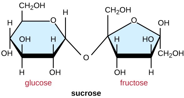 Disaccharide