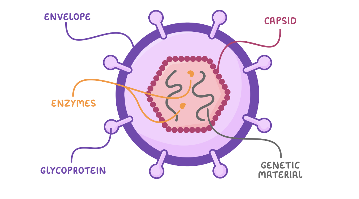 <ul><li><p>They are particles smaller than bacteria</p></li><li><p>They cannot be considered as living as they don’t have a cell structure. </p><ul><li><p>No cell membrane/cytoplasm with ribosomes</p></li></ul></li><li><p>Consists only of a molecule of DNA/RNA</p></li><li><p>A protein coat called a capsid made of proteins called capsomeres. </p></li><li><p>Some viruses have a membrane-like outer layer made of phospholipids and some proteins may project from the envelope.</p></li></ul><p></p>