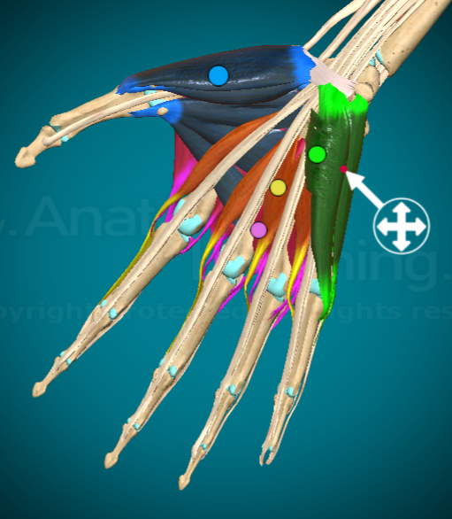 <p>What is this muscle and where is it found?</p>