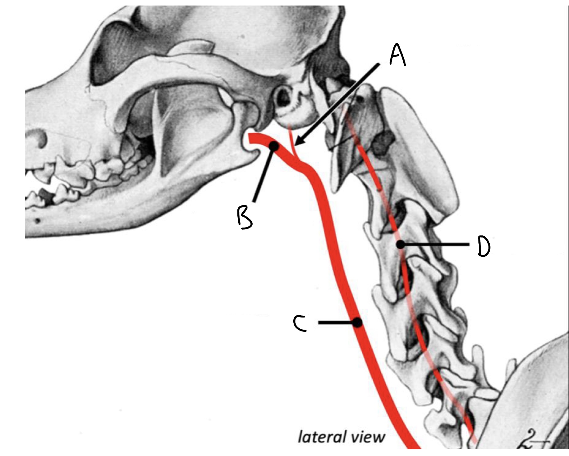 A
