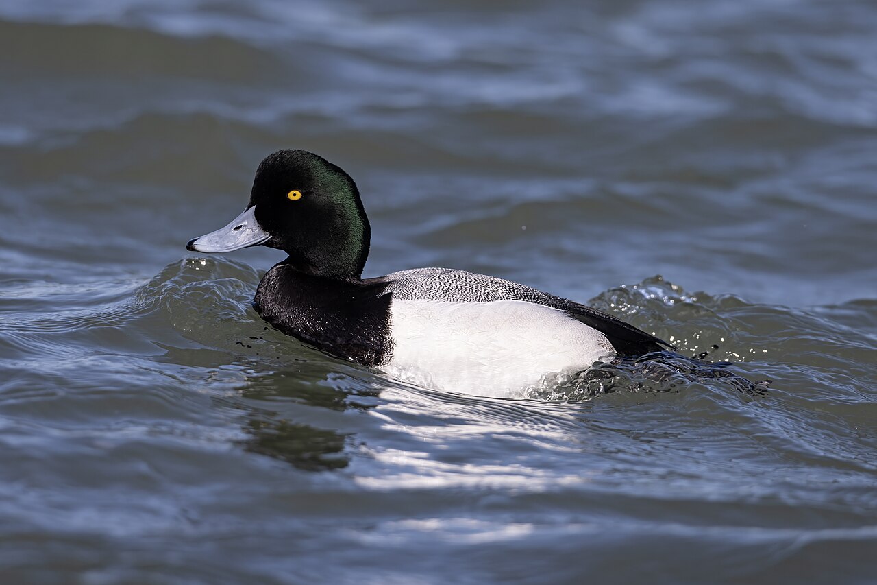 <p>Greater Scaup</p>