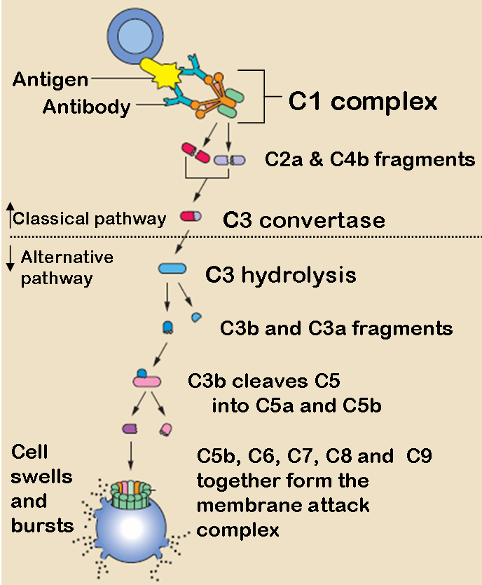 <p><span style="color: red;">Antigen-antibody complexes</span> that involves <span style="color: purple;"><strong>9 proteins</strong></span></p><ul><li><p><strong>Recognition unit</strong>: C1 complex + <span style="color: red;">Calcium</span> (maintain structure)</p><ul><li><p><span style="color: red;">C1q</span>: binds to antibody molecules</p></li><li><p><span style="color: red;">C1r</span>: autoactivation; cleaves C1s to activate it</p></li><li><p><span style="color: red;">C1s</span>: cleaves C4 and C2 into “a” and “b” fragments</p></li></ul></li><li><p><strong>Activation unit</strong>:</p><ul><li><p><span style="color: red;">C4</span>: C4b binds to C2a in the presence of <span style="color: red;">Mg ions</span></p></li><li><p><span style="color: red;">C2</span>: cleaves C3 once bound to C4b</p></li><li><p><span style="color: red;">C3</span>: Cleaves C5 once bound to C4b2a</p></li></ul></li><li><p><strong>Membrane Attack Complex (MAC)</strong>: <mark data-color="blue" style="background-color: blue; color: inherit;">produces a pore</mark> in the<mark data-color="green" style="background-color: green; color: inherit;"> target membrane</mark> of <span style="color: red;"><strong>70-100 Å </strong></span>(Angstrom)</p><ul><li><p><span style="color: red;">C5</span>: C5b attaches to cell membrane</p></li><li><p><span style="color: red;">C6</span>: binds to C5b</p></li><li><p><span style="color: red;">C7</span>: binds to C5b6</p></li><li><p><span style="color: red;">C8</span>: binds to C5b67</p></li><li><p><span style="color: red;">C9</span>: binds to C5b678</p></li></ul></li></ul><p></p>