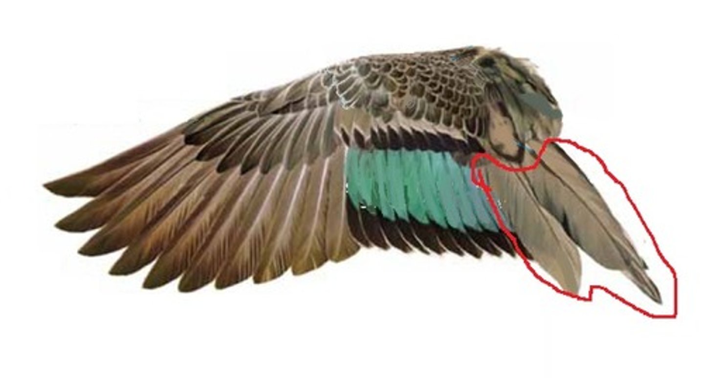 <p>the innermost flight feathers on the wing</p>