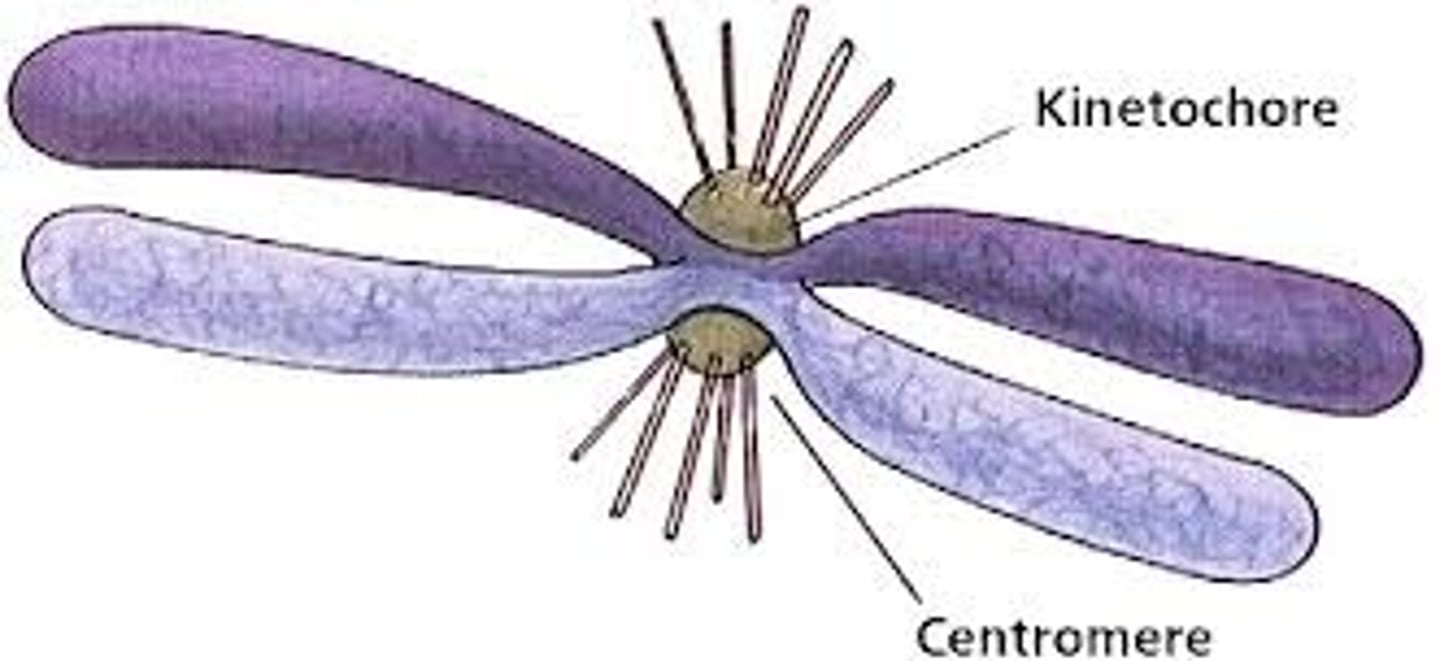 <p>A protein structure on the chromosome that attaches to the spindle fibers during cell division.</p>