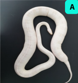 <p>what is the BCS of this snake?&nbsp;</p>