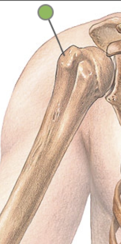 <p>Which bone landmark of the humerus is a big bump next to the head?</p>