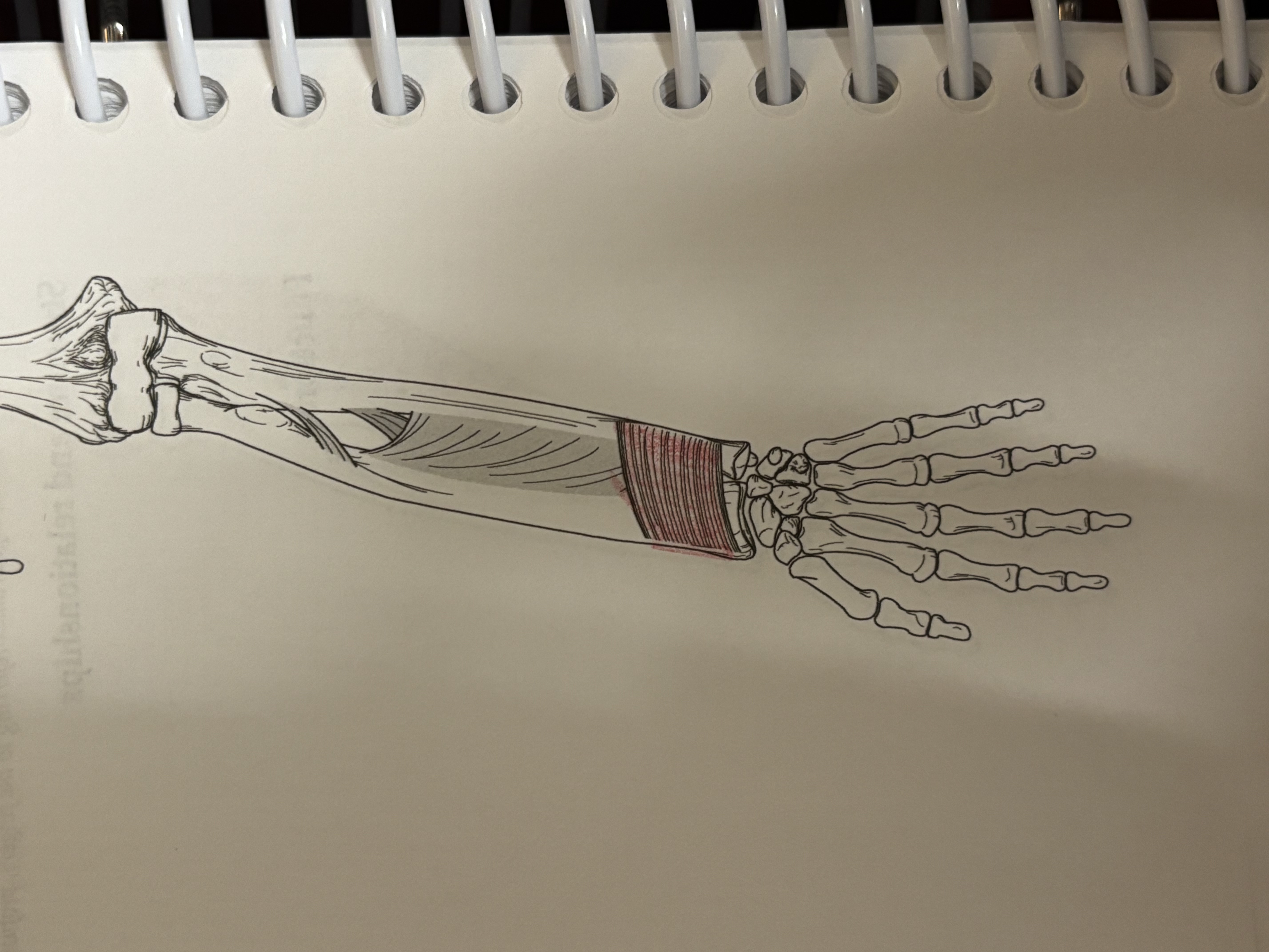 <p>what muscle is this </p>