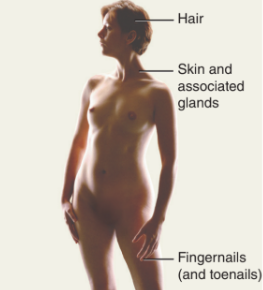 <p>Protects body, makes Vitamin D, regulates temperature, senses environment.</p>