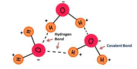 <p>There are intermolecular hydrogen bonds between the positive hydrogen atom of one water molecule, and the negative oxygen atom of another</p>