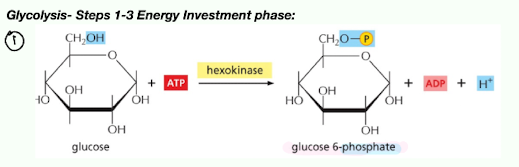 <p><mark data-color="yellow" style="background-color: yellow; color: inherit;">Glucose is phosphorylated</mark> and converted to glucose-6-phosphate (by hexokinase)</p><ul><li><p><strong><u>Preventing it from diffusing back out of the cell </u>due to the <u>negative charge</u> of the phosphorylated sugar</strong>, which helps regulate sugar metabolism. </p></li></ul><ul><li><p>This phosphate group travels through a <strong>phosphate cascade</strong></p></li></ul><p></p>