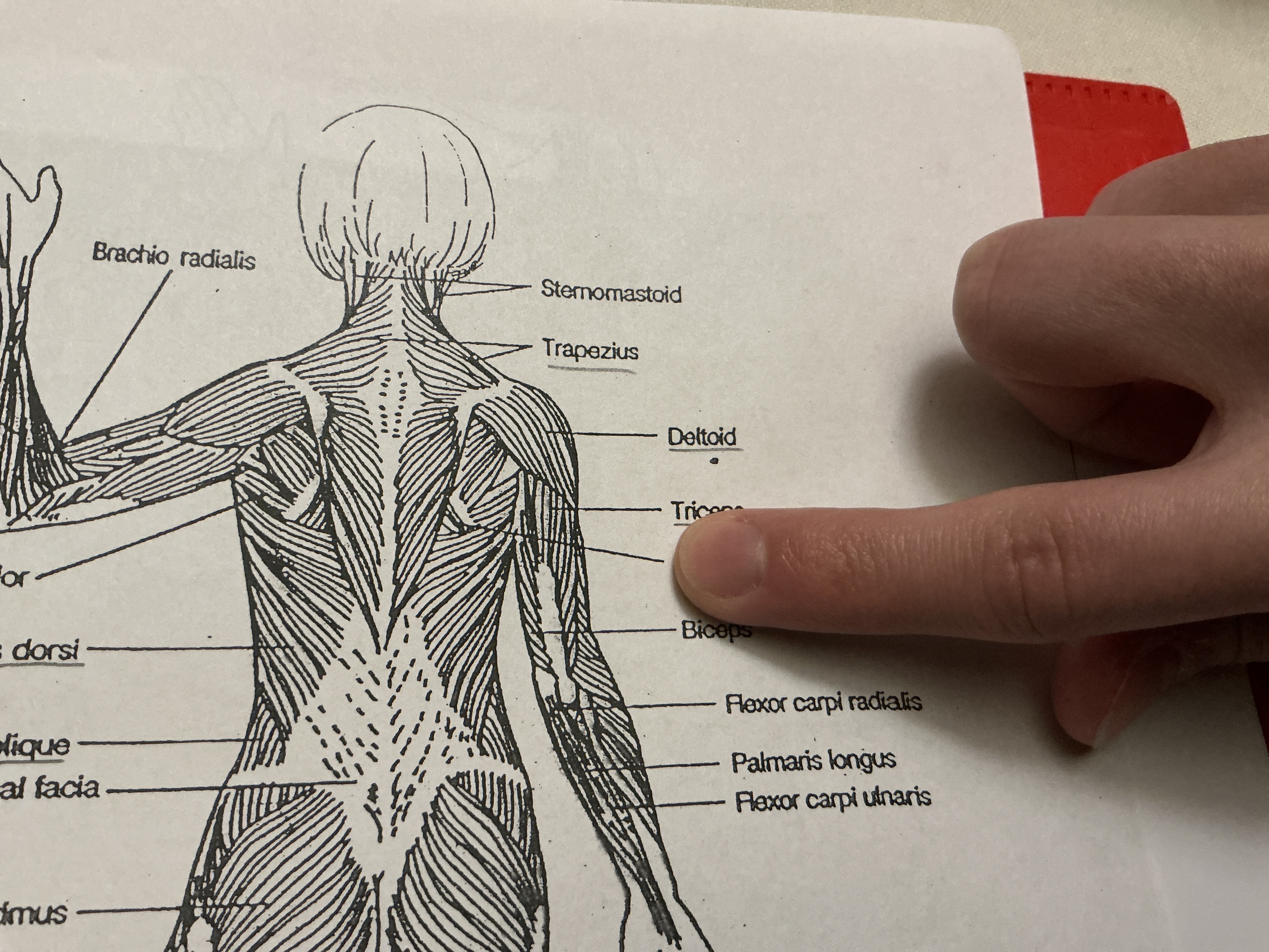<p>a paired muscle located in the upper back, connecting the spine to the shoulder blades (scapulae). Its main function is to retract the scapula, pulling the shoulder blades toward the spine, and to help maintain good posture.</p>