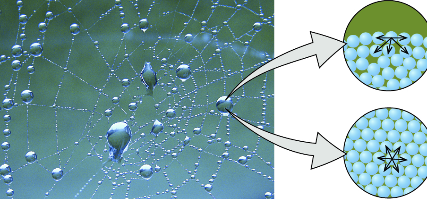 The water molecules stays connected to the other water molecules
