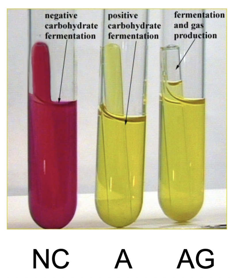 Change in color, phenol red = pH indicator

A = acid (yellow)

AG = acid and gas (yellow + gas in vial_

NC = no change