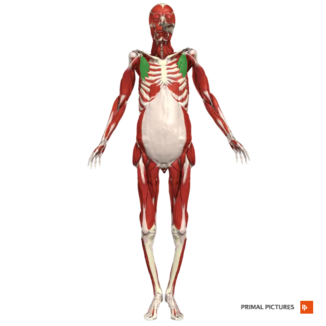 <p>Abducts scapula and rotates it downwards </p><p>Insertion:coracoid process of the scapula </p>