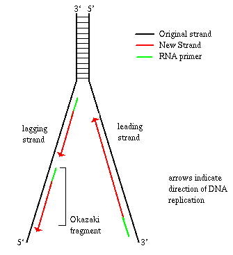 <p>5’ to 3’ indicates the complementary strand starts with the sugar whereas 3’ to 5’ indicates the complementary strand starts with the phosphate group.</p>