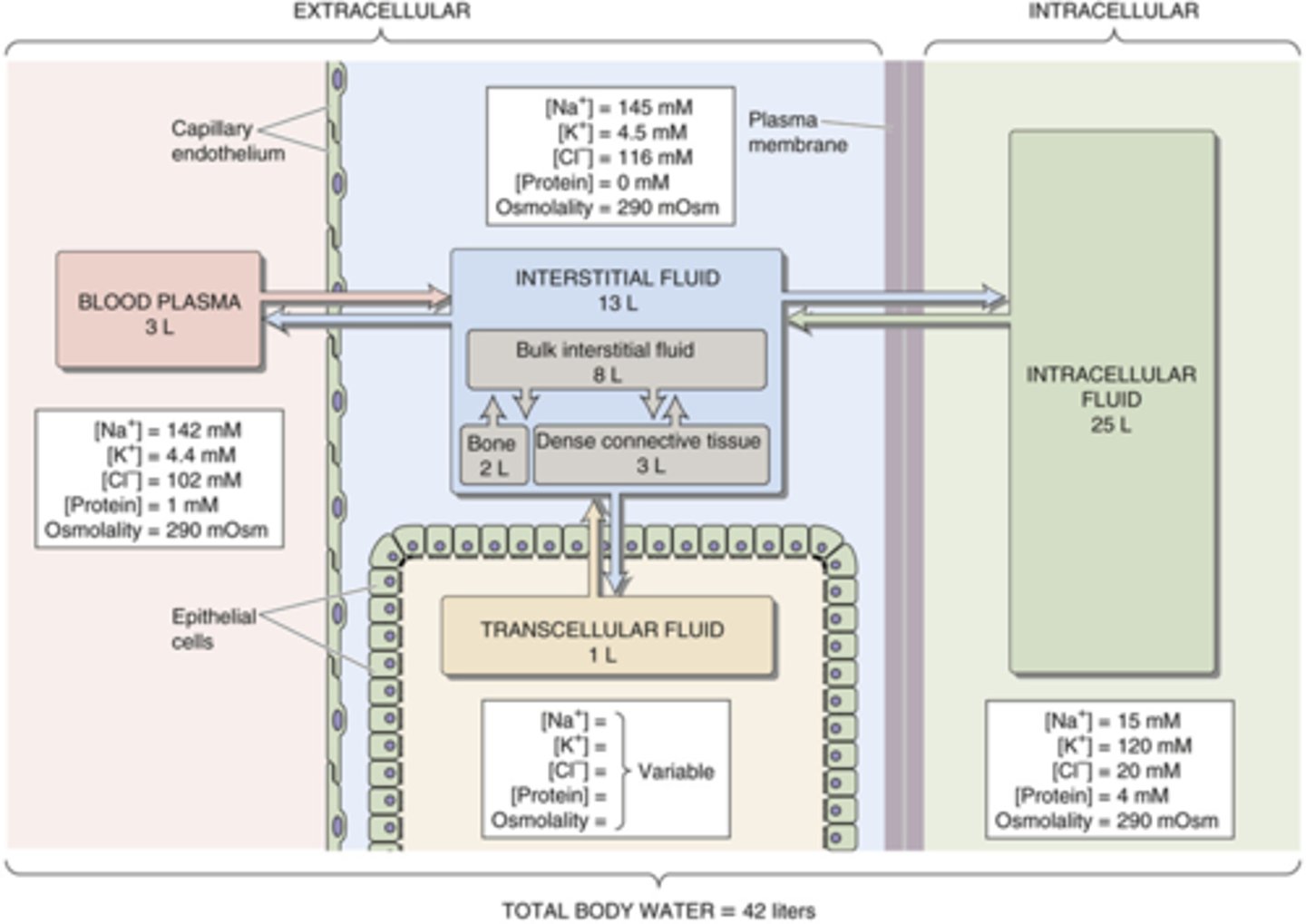 <p>know this image for volumes of compartments (plasma and interstitial are about the same for testing purposes)</p>