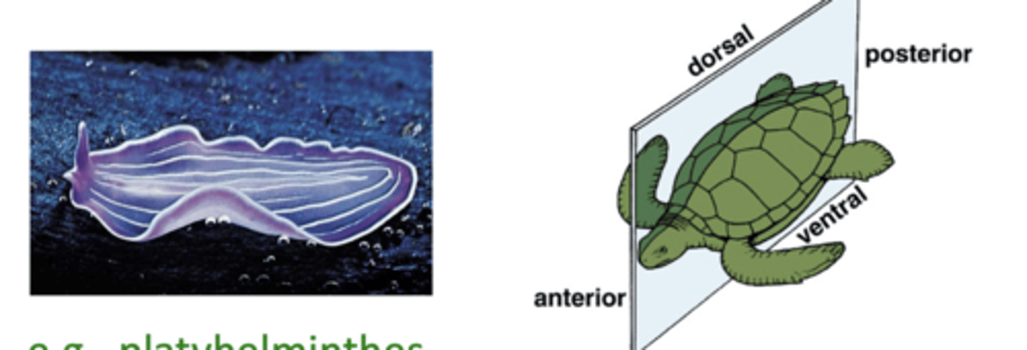 <p>platyhelminthes</p>