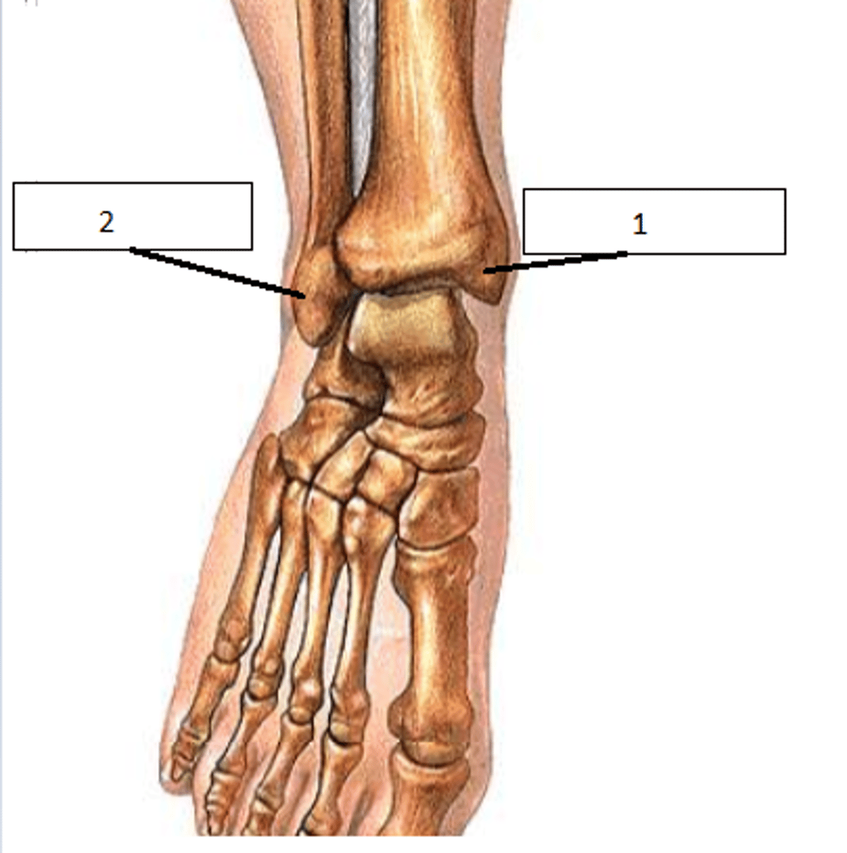 <p>Anatomical term for 'inside and outside ankle bone'</p>