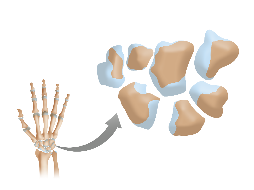 <p>Short bones</p>
