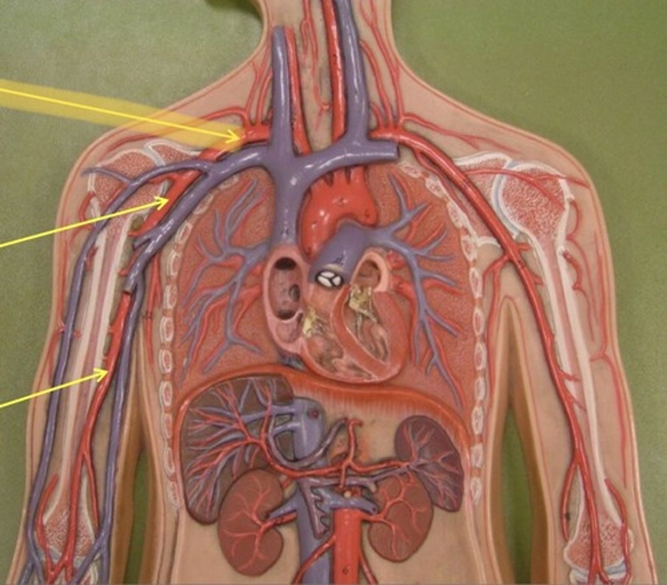knowt flashcard image