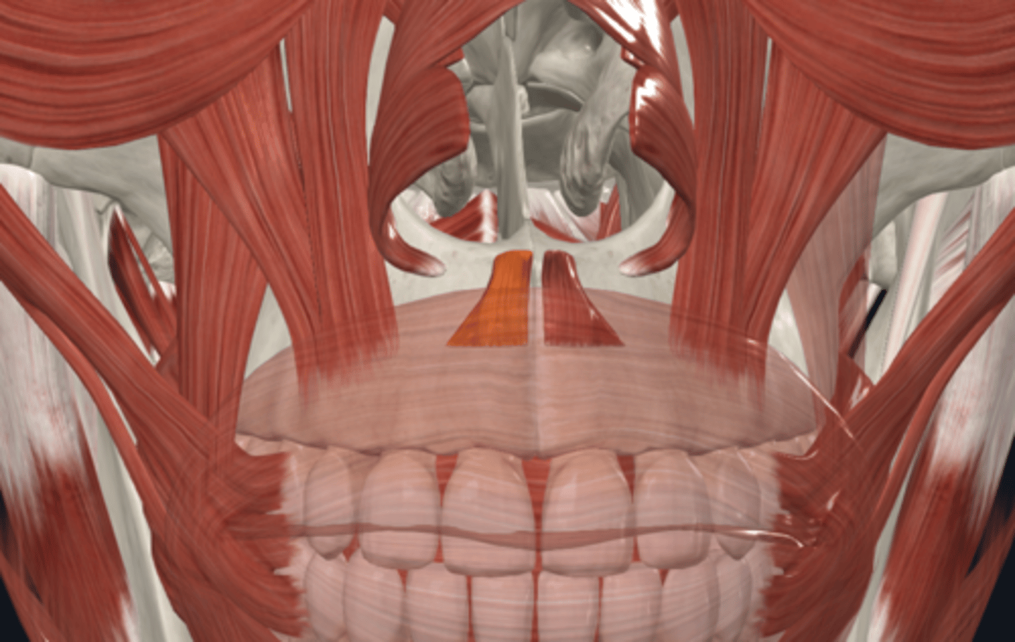 <p>Where is the attachment of the depressor septi muscle what is its function? (E,E,N)</p>