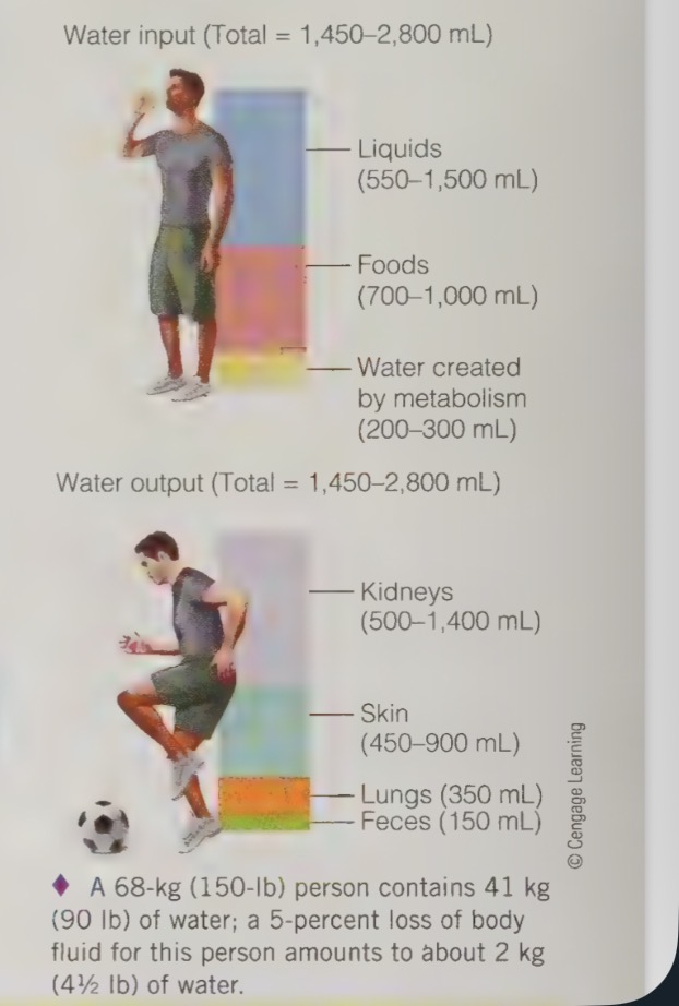 <ul><li><p>each day water enters the body in liquids and foods, and some water is created in body as a by-product of metabolic processes</p></li><li><p>water leaves the body through the evaporation of sweat, in the moisture of exhaled breath, in the urine, and in the feces</p></li></ul><p></p>