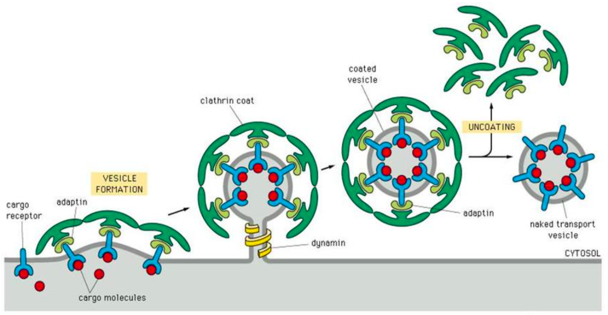 <p>vesicles coated with clathrin protein complex can bud from the Golgi apparatus or the membrane, and proteins in the coat determine the destination in the cell</p>
