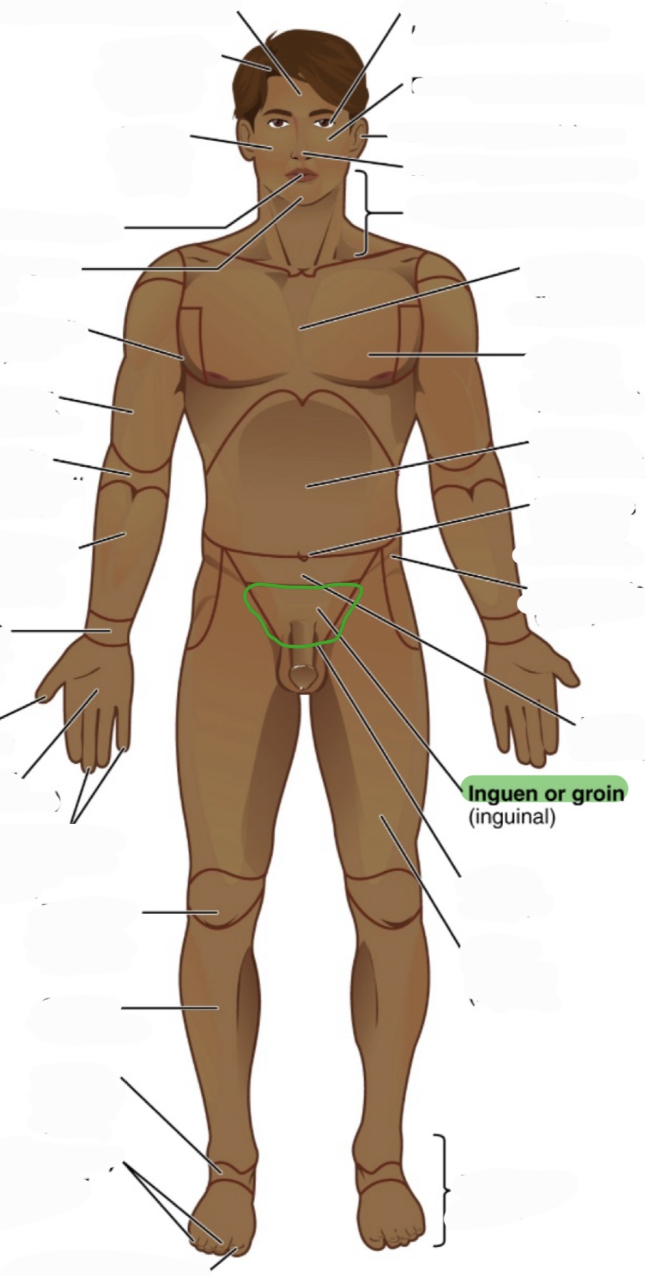 <p>aka inguinal</p>
