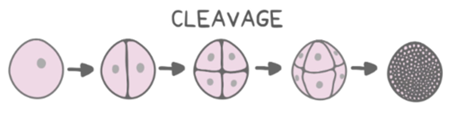 <p>they have less cytoplasm than the mother cell and are smaller</p>