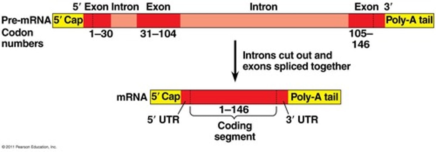 <p>Process of removing introns and joining exons.</p>