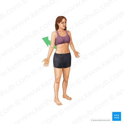 <p>-toward the back or upper surface of the body</p>