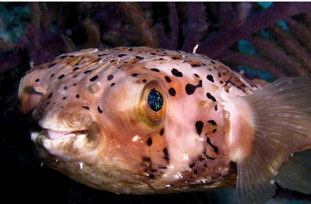 <p>Phylum, subphylum, class?</p>