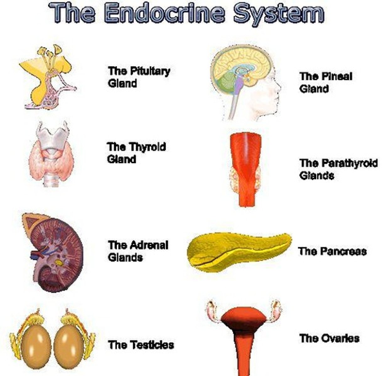 <p>To produce and secrete hormones that regulate growth, metabolism, sexual development, and maintain homeostasis.</p>
