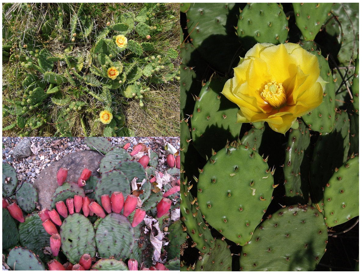 <p>(berry, parietal, inferior) </p>