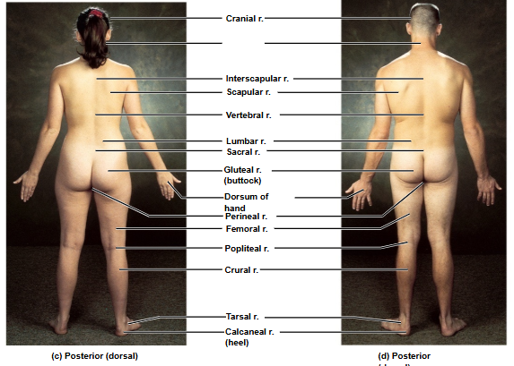 <p>Based on this posterior view, what is this region?</p>
