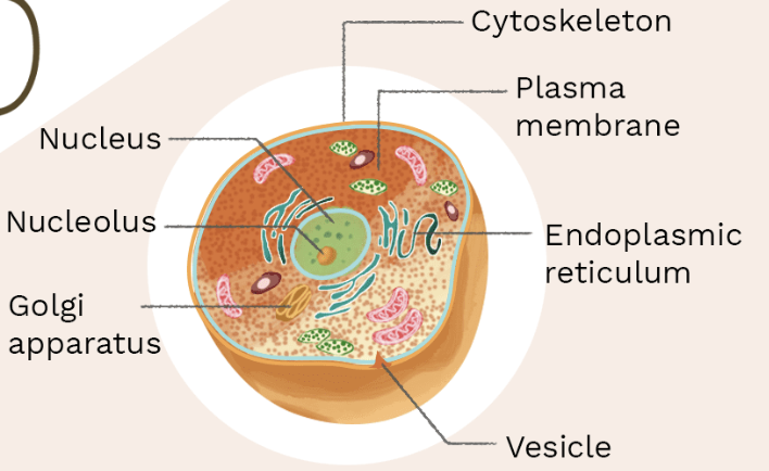 <p>What type of cell is this ?</p>