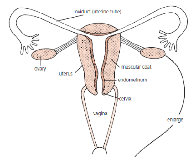<p>Oviduct</p>