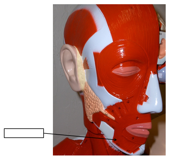 term image
