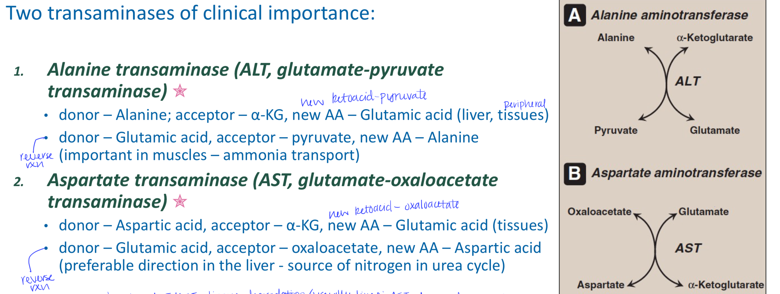 <p>Alanine transaminase (ALT, glutamate-pyruvate transaminase) and aspartate transaminase (AST, glutamate-oxaloacetate transaminase)</p>
