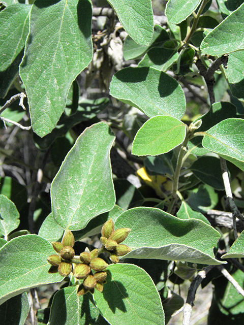 <p>Mexican Olive; Anacahuita</p>