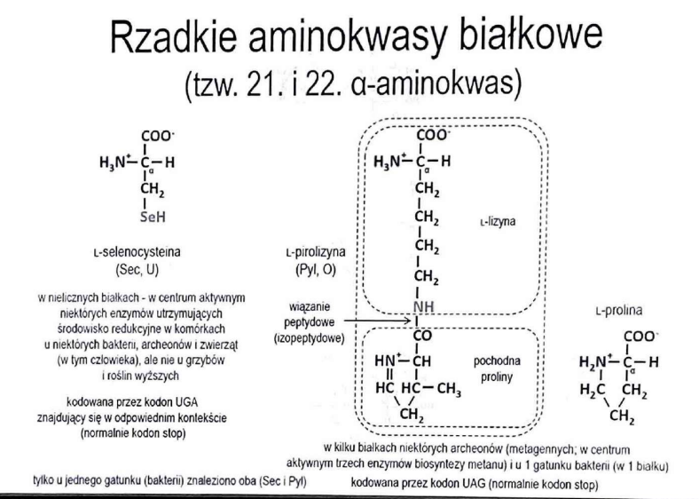 <p>selenocysteina</p>