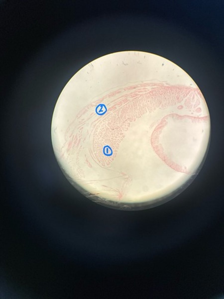 <p>Locate the circular and longitudinal muscles</p>