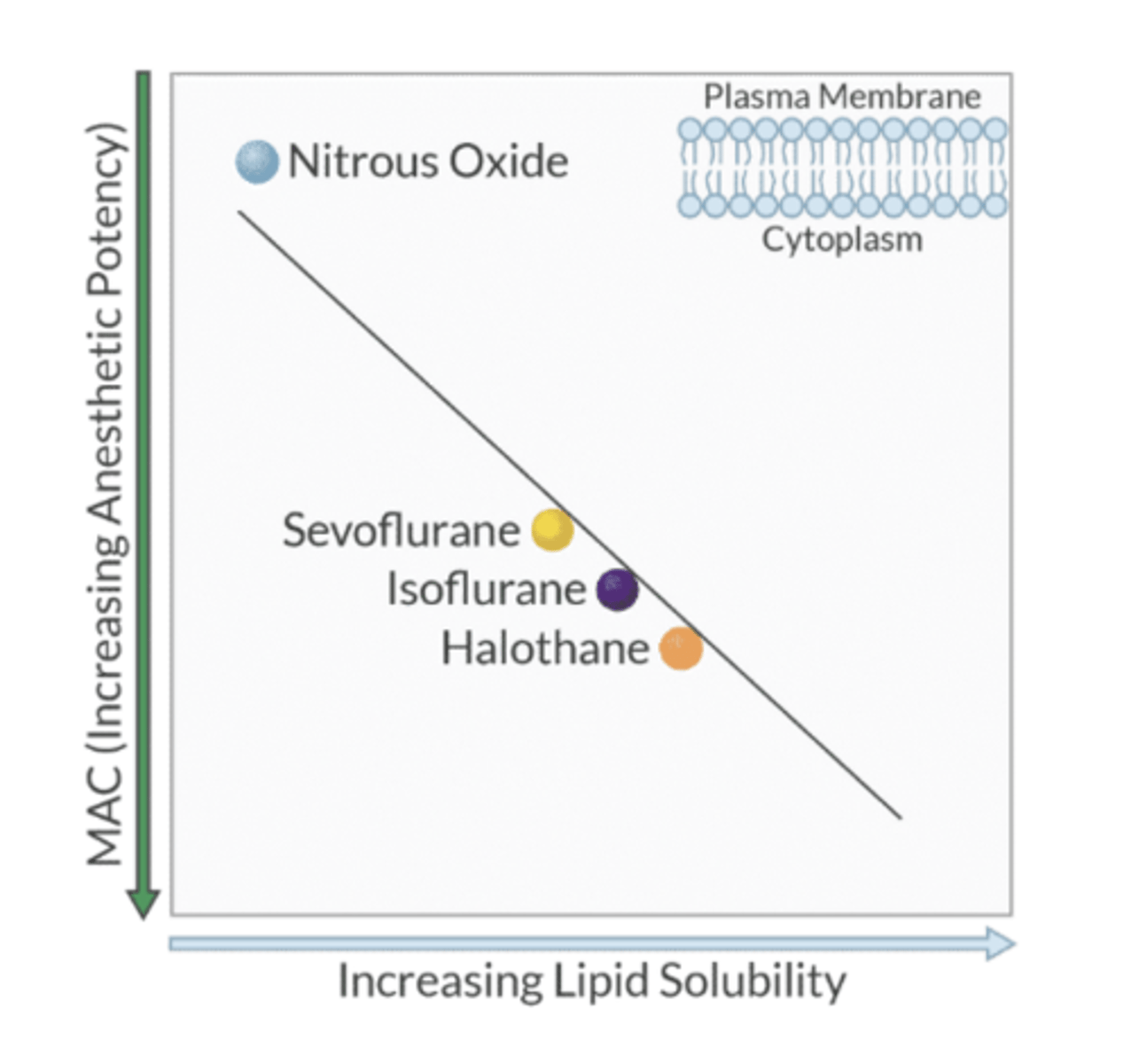 <p>lipid solubility is directly proportional to the potency of the inhaled anesthetic; depth of anesthesia is determined by the number of anesthetic molecules that are dissolved in the brain and not the agent used.</p><p>(The higher the lipid solubility, the higher the potency)</p>