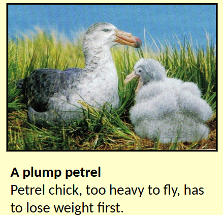<ul><li><p>Parents on long food trips</p></li><li><p>Food has high fat content but little protein</p></li><li><p>Chicks have to ‘‘overfeed’’ to get enough protein</p></li><li><p>Can survive while parents are away</p></li><li><p>Eventually need to fast for several days to lose weight to be able to fly</p></li></ul><p></p>