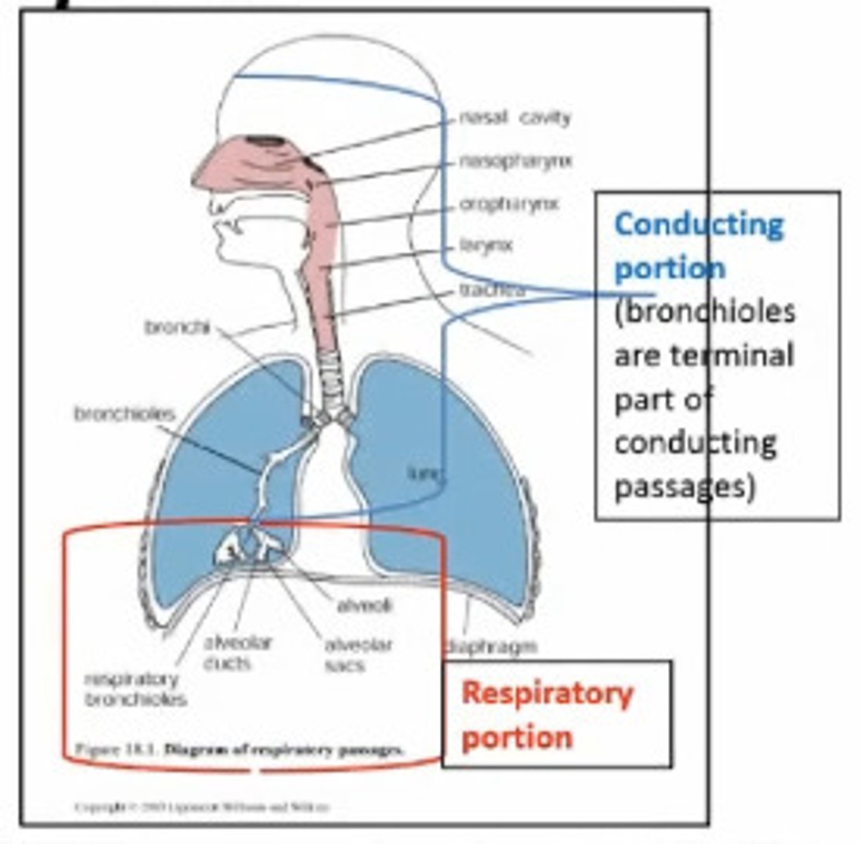 <p>Nose and nasal cavity</p><p>Paranasal sinuses</p><p>Pharynx</p><p>Larynx</p><p>Trachea</p><p>Primary, secondary, and tertiary bronchi</p><p>Terminal bronchioles</p>