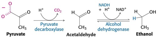 performed by yeast cells or bacteria; conversion of pyruvate to ethanol under aerobic or anaerobic conditions; used in baking and alcohol brewing